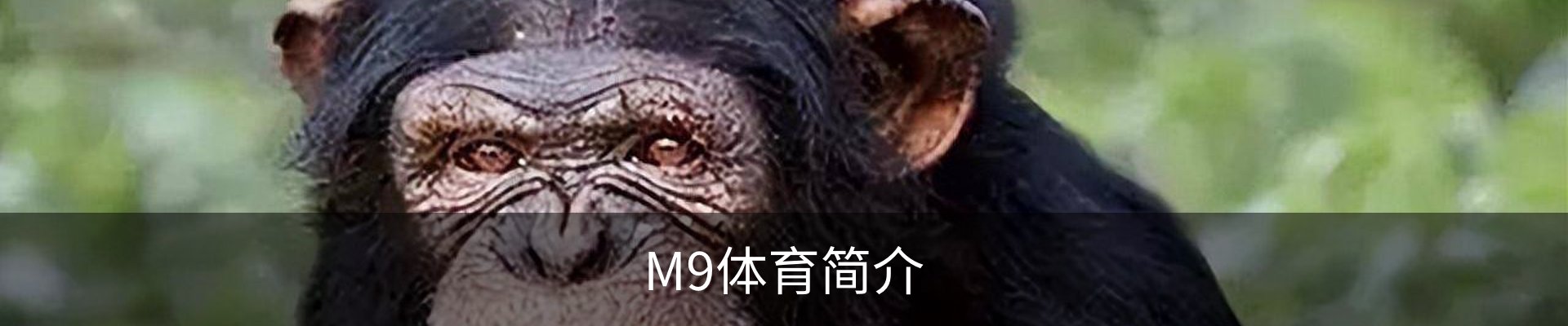M9体育简介